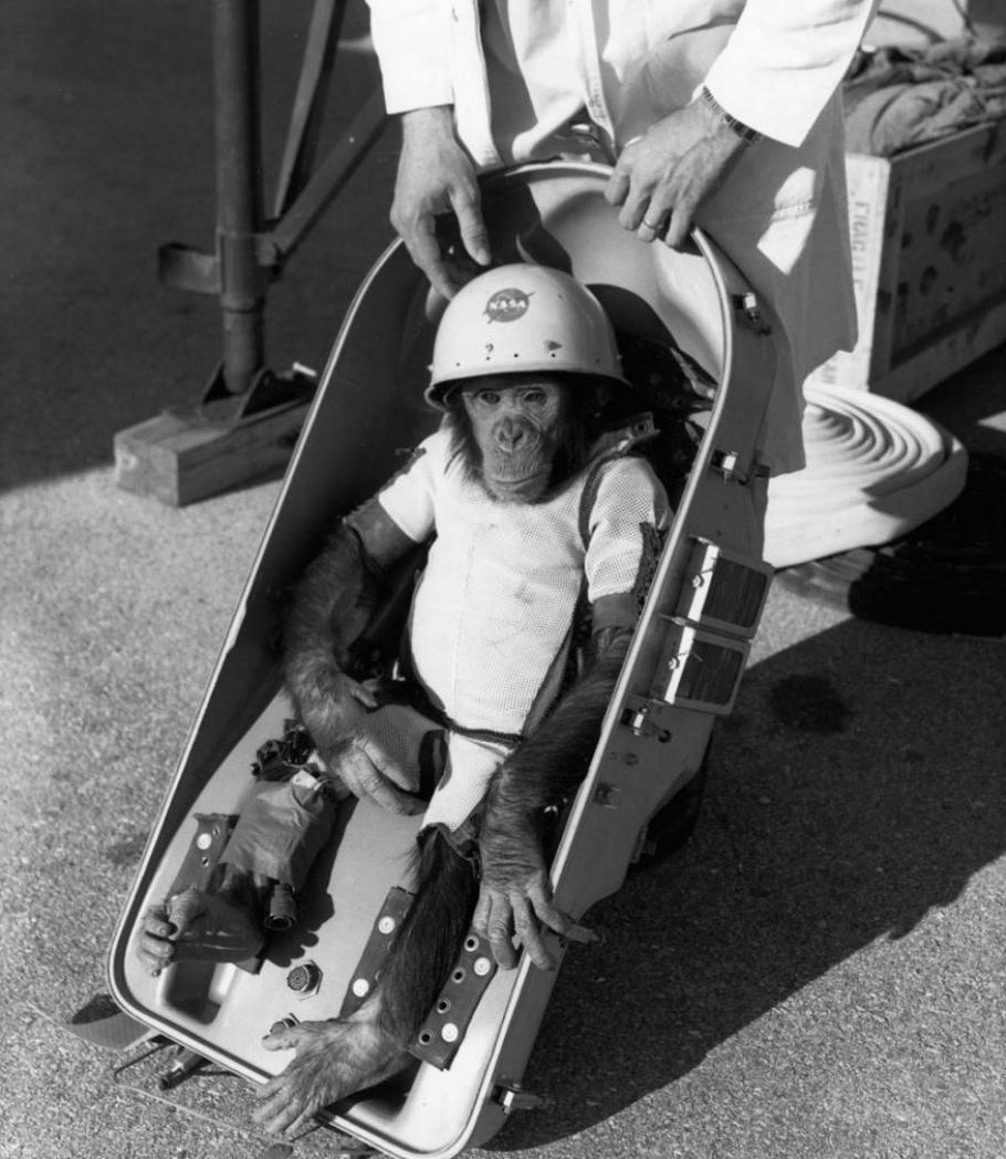 A chimpanzee in a helmet with the NASA logo on it, sits in a small car-seat link apparatus. 