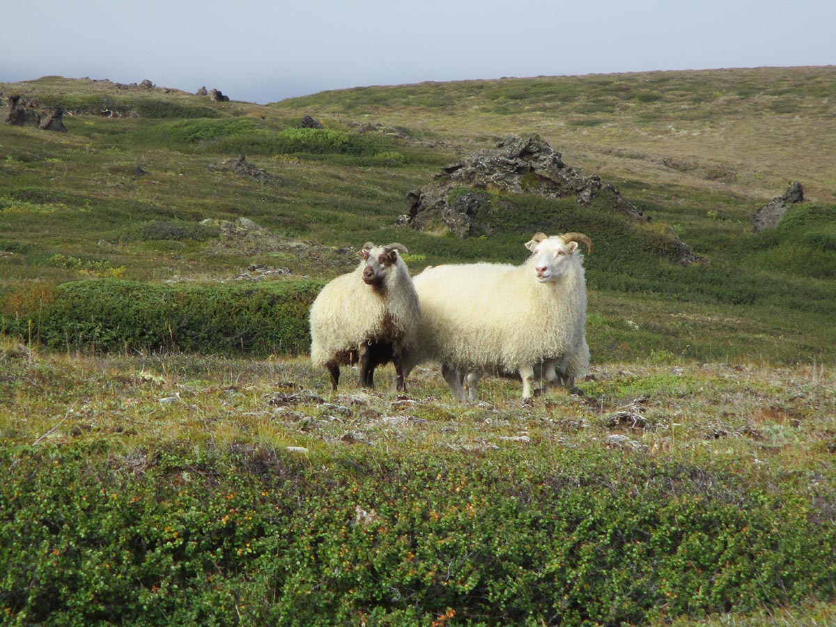 A pair of Icelandic sheep grazing nearby our field site. In order to ...