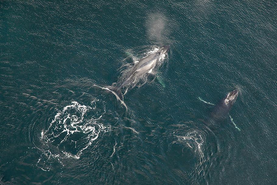 Aerial of Humpback whales surrounded by the ocean