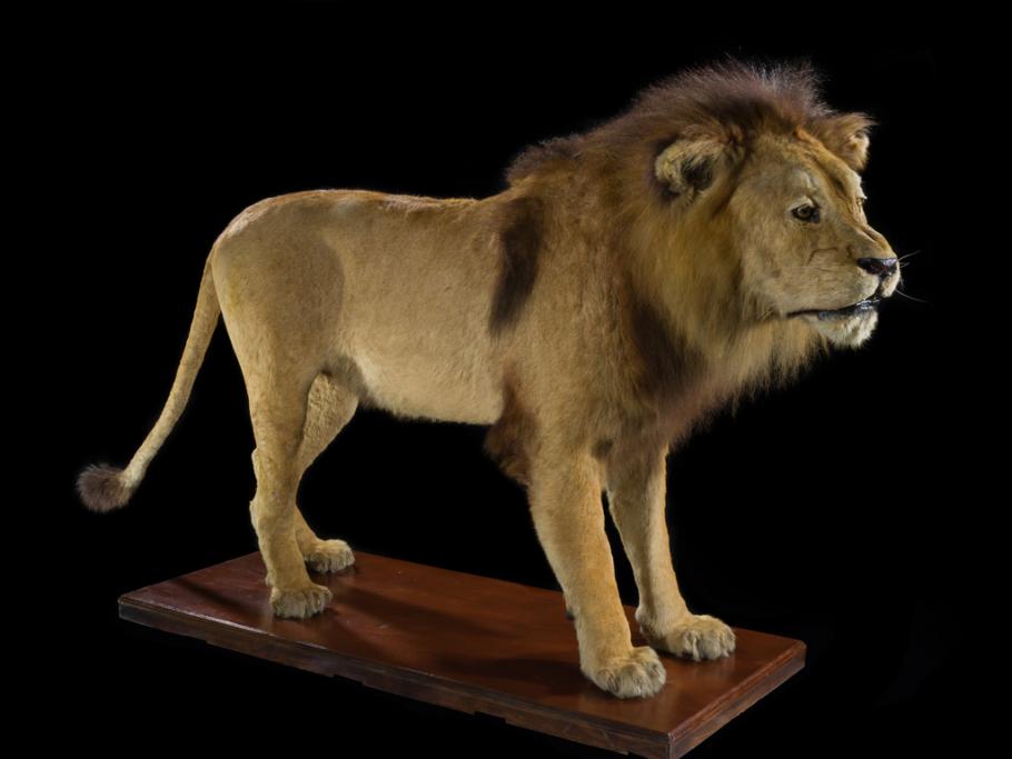 A taxidermy lion standing on a wooden stand as seen from the side.