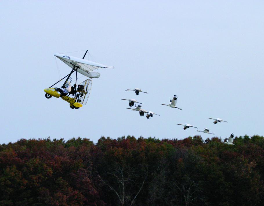 A person flying an ultralight craft is followed by a group of whooping cranes.