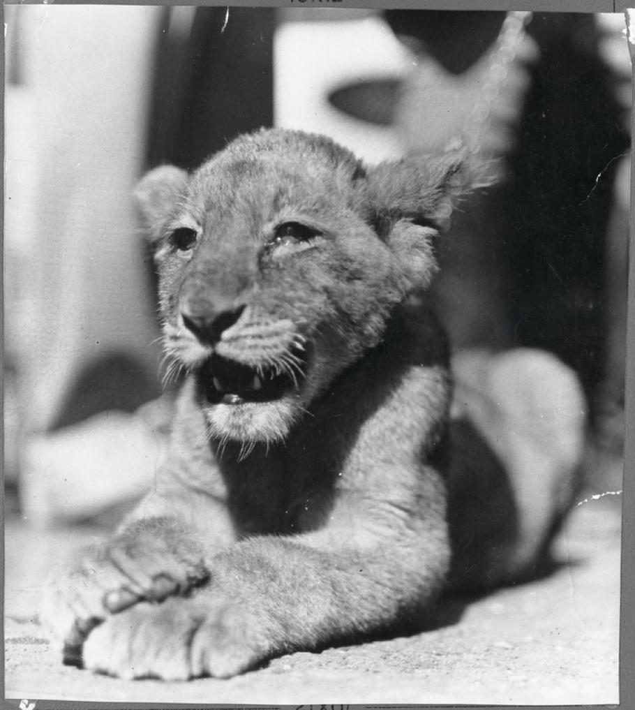 A lion cub laying down with his front paws crossed and his mouth slightly open.
