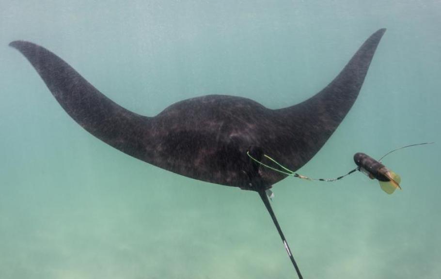 A manta ray swims in the ocean, a small cylindrical device is attached to its back.