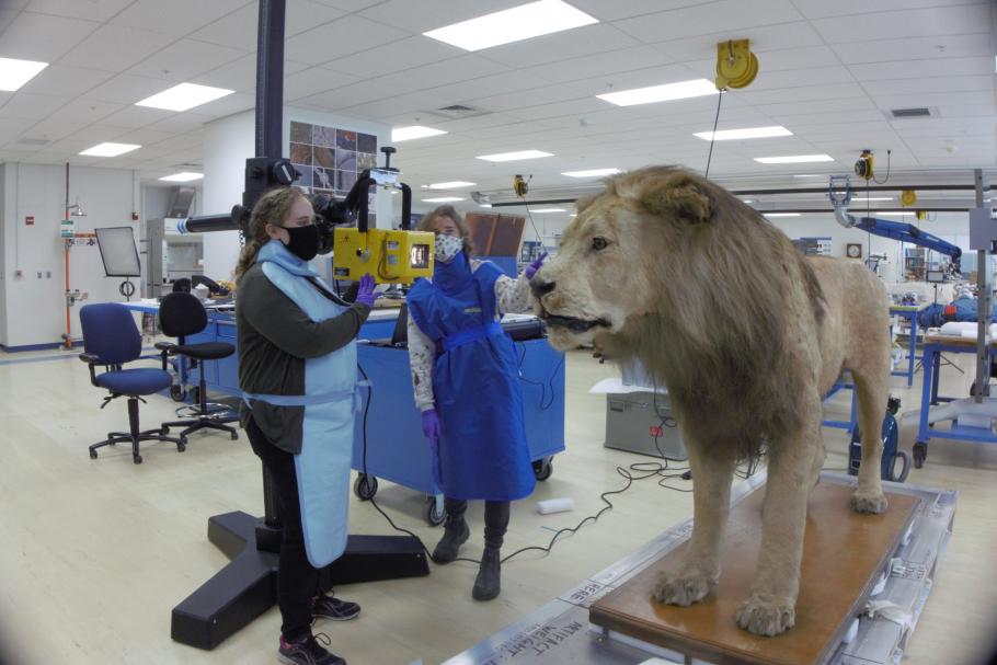 Two individuals in lab gear pointing a device at a large lion inside of a lab.