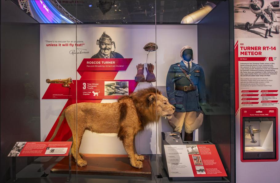 A lion is pictured in a an enclosed glass on display in a museum.