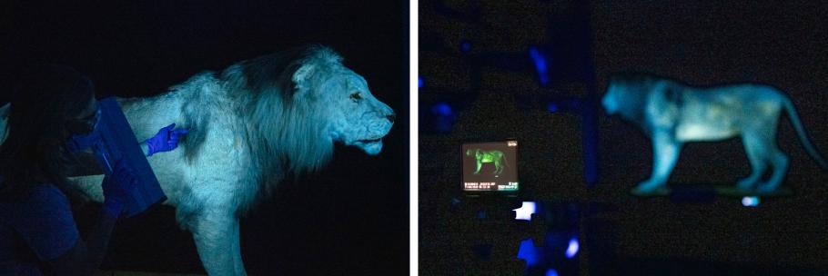 Two images side by side of a lion under UV lighting.