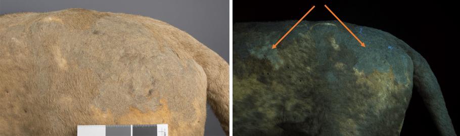 (Left) Closeuo of the backside of a lion. (Right) Closeup of the backside of a lion under UV lighting.