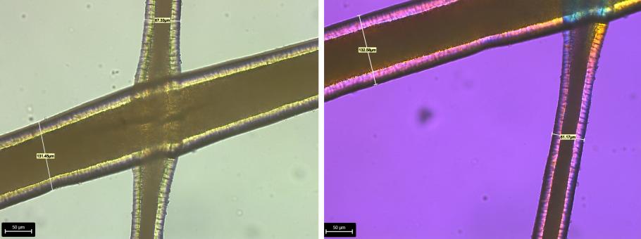 Extreme closeup comparison of fur under normal and UV lighting.