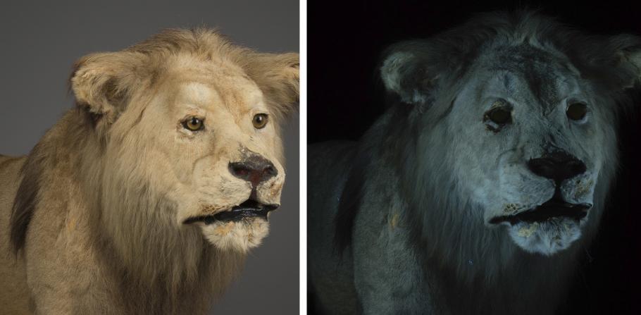(Left) A lion's head is photographed under normal lighting conditions. (Right) A lion's head is photographed under UV lighting.