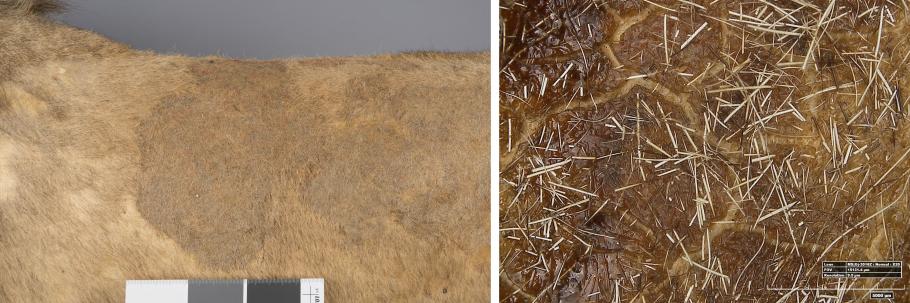 (Left) Closeup of a lion's back. (Right) Extreme close up of a lion's fur.