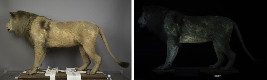Two side by side images. (Left) A lion photographed from the side. (Right) A lion photographed under UV lighting..
