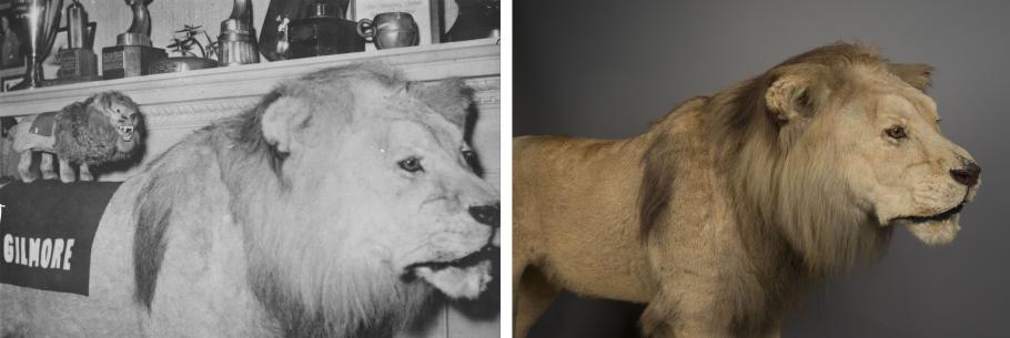 A side by side comparison of a lion.