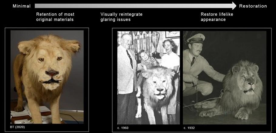 A timeline that shows images of a lion throughout different time periods.