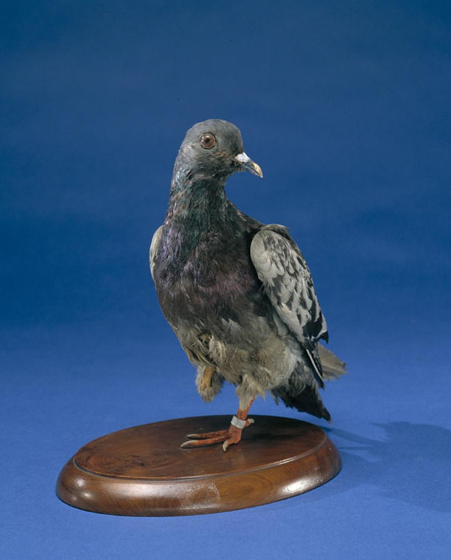 A Pidgeon with one foot stands on a wooden platform.