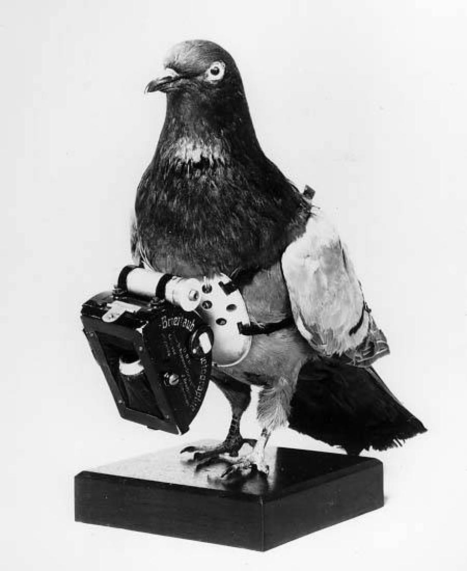 A pigeon mounted to a wooden stand that has a small camera strapped around it.