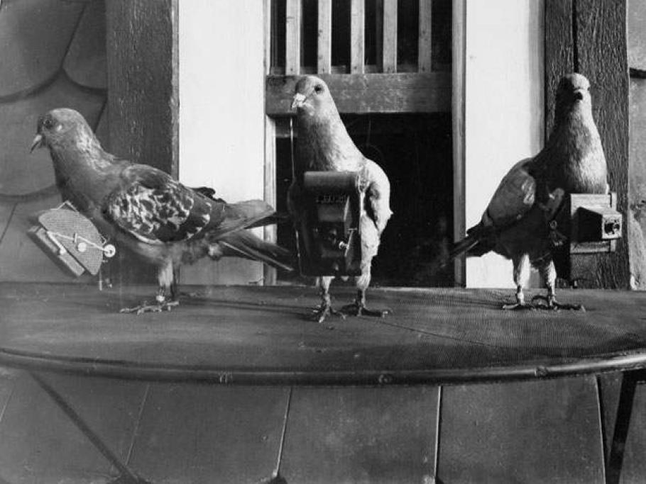 The pigeons atop a barrel standing next to each other. Each bird has a camera strapped to its chest.
