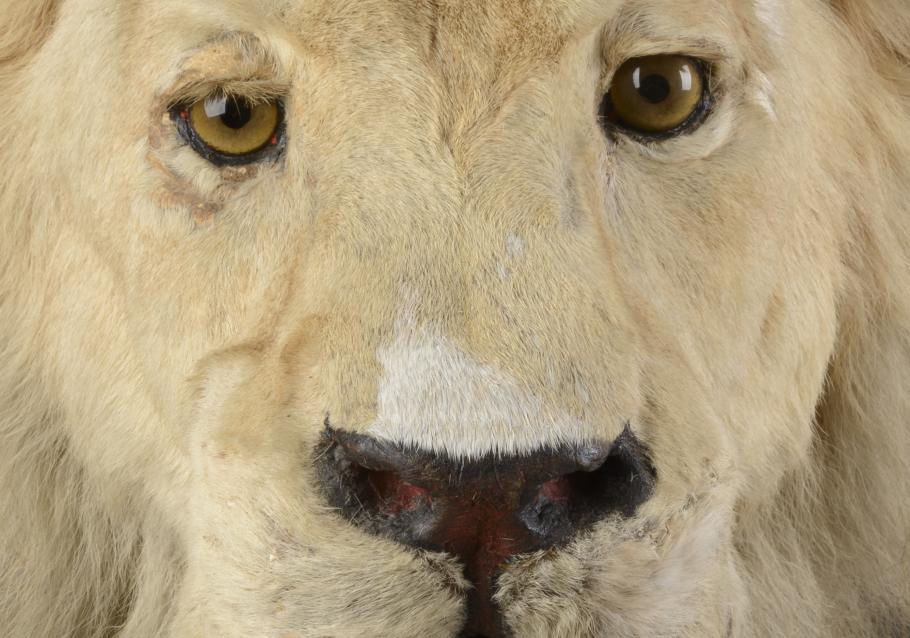 Closeup of the face of a taxidermy lion.