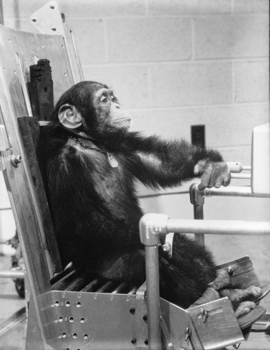 Chimpanzee Ham in Training