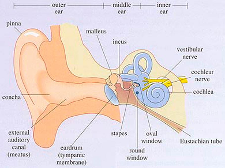 Labeled diagram of the parts of the human ear.