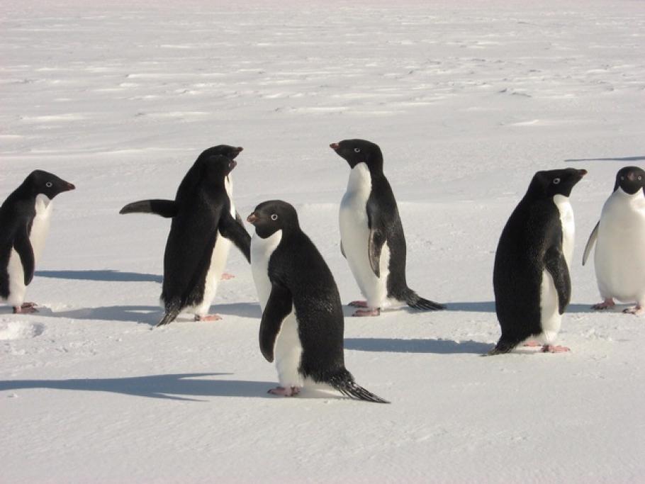 Adelie Penguins Near McMurdo Station, Antarctica