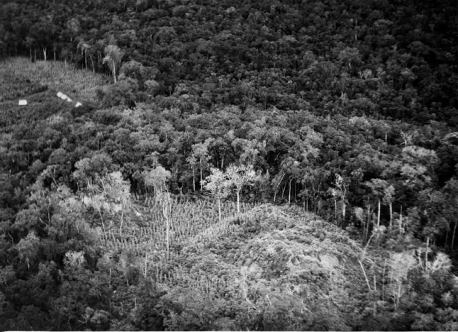 The Carnegie Institution camp is to the left of cleared but unexcavated ruins in foreground. Uaxactun, Guatemala Image: Yale University Library