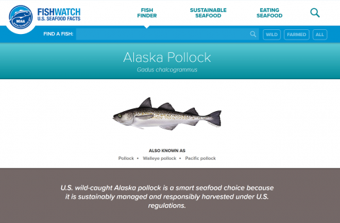 A screenshot of the FishWatch U.S. Seafood Facts website featuring an Alaska Pollock.