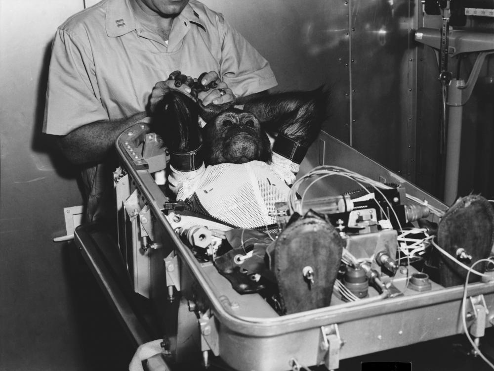 Enos: The Forgotten Chimp | National Air and Space Museum