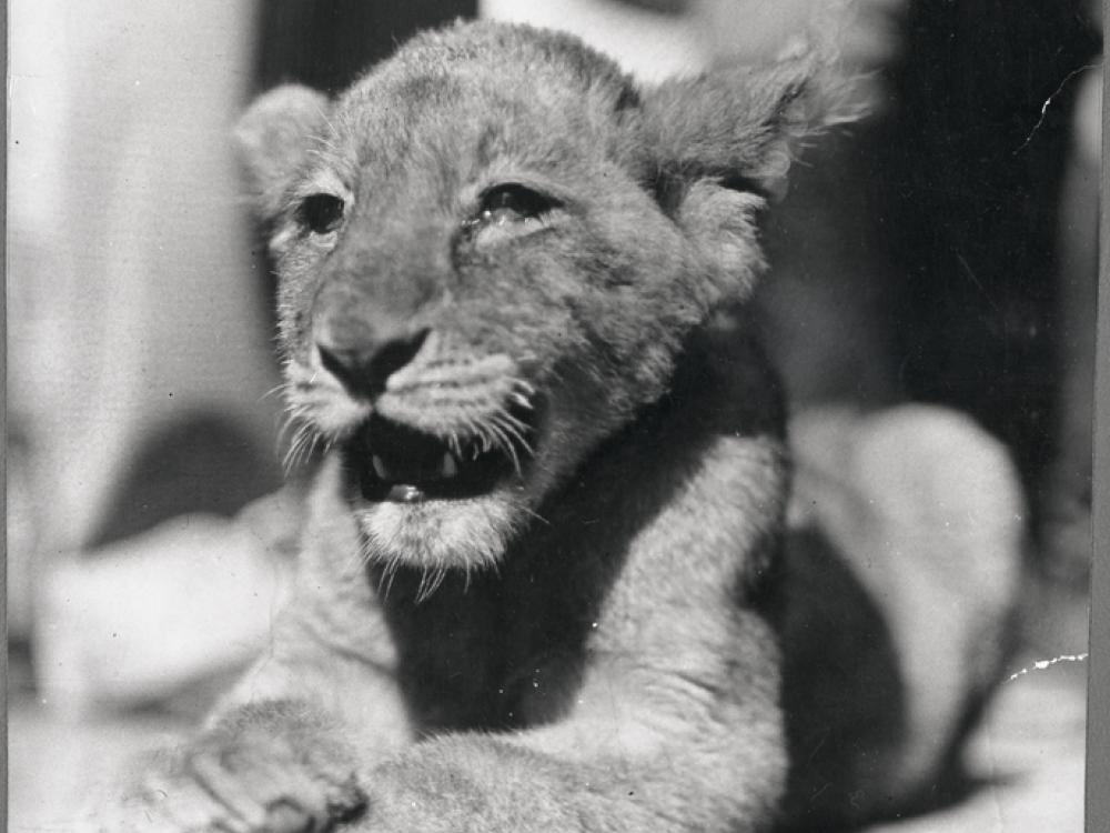 A lion cub laying down with his front paws crossed and his mouth slightly open.