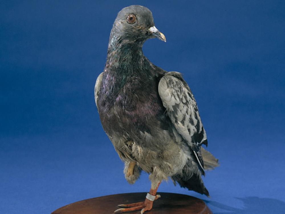 A Pidgeon with one foot stands on a wooden platform.