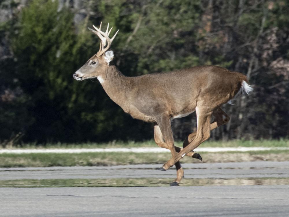 A deer is seen in action running across a field.