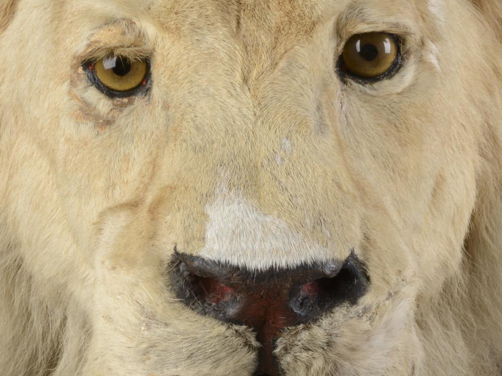 Closeup of the face of a taxidermy lion.