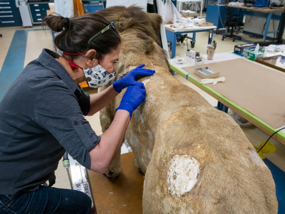 A person working on a taxidermy lion in an interior facility.