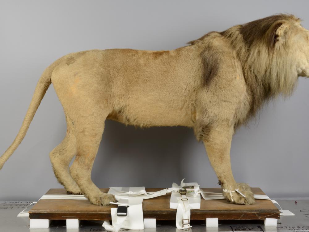 A taxidermy lion photographed from a side angle.