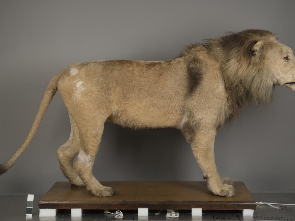 A taxidermy lion photographed from a side angle.