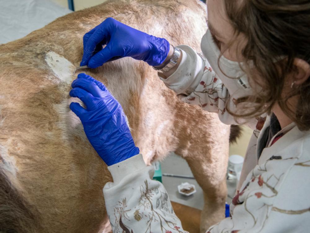 A person working on a taxidermy lion in an interior facility.