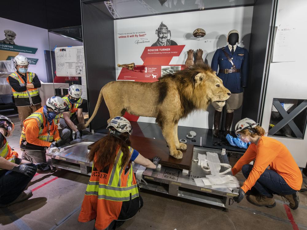 A group of museum staff in protective gear install a taxidermy lion in a gallery.