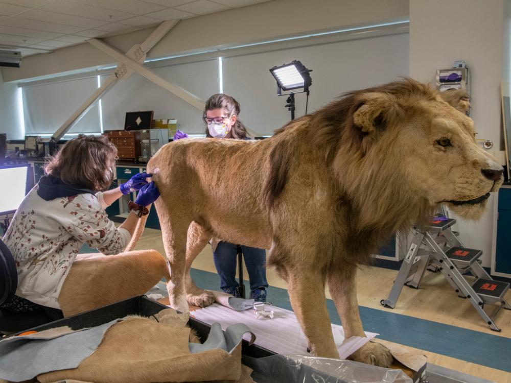 Two individuals working on a taxidermy lion in an interior facility.