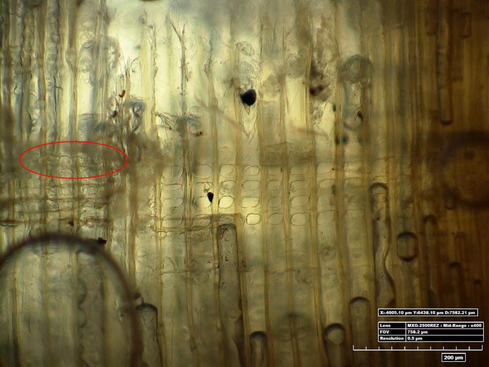 Microscopic view of a section of lumber on a World War II era aircraft. A red ellipse indicates a specific line on the left section of the view.