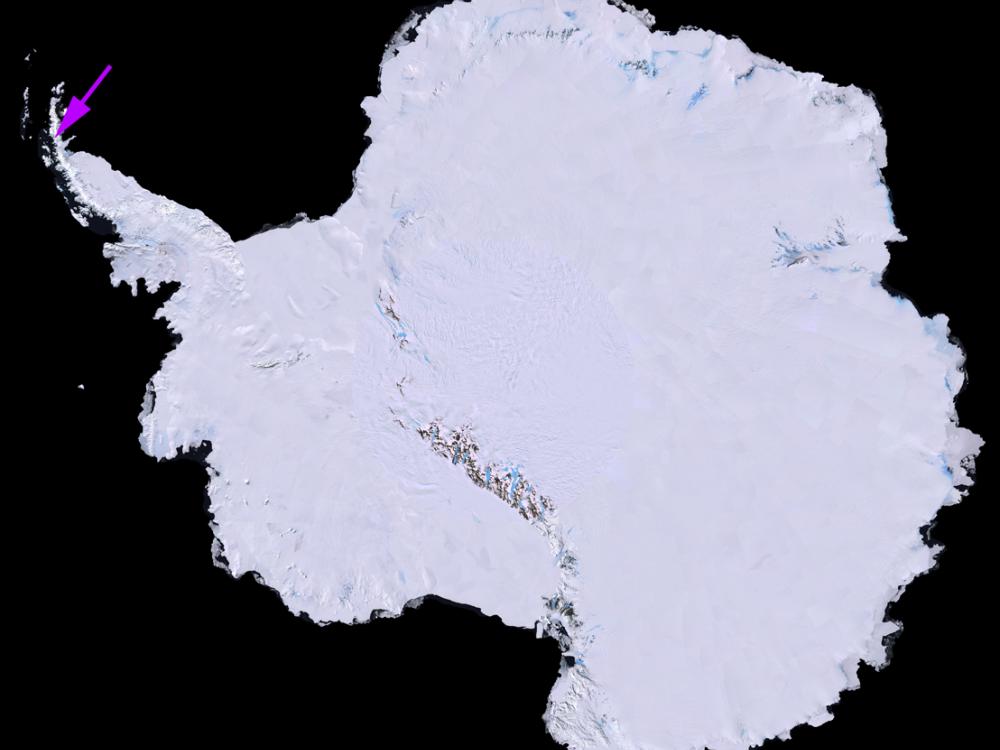 A view of the icey continent of Antarctica, with a purple arrow pointing out an ice shelf on the far right tip.