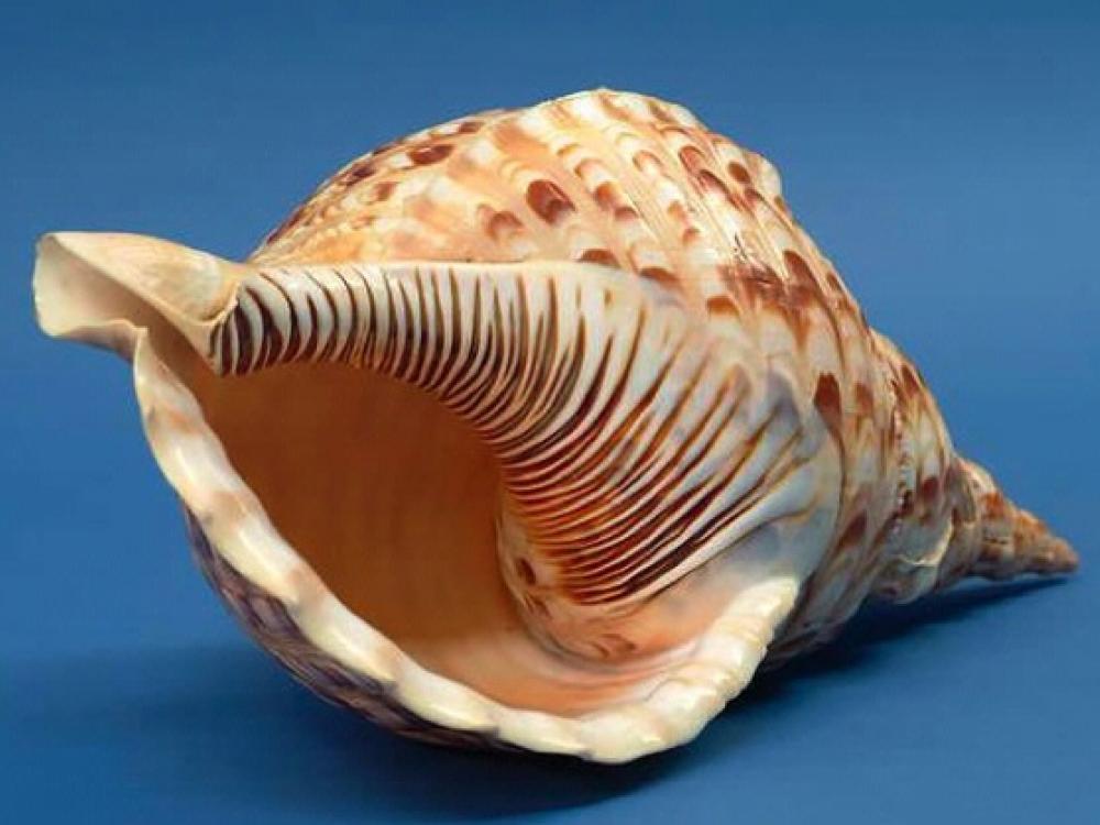 Samoan Shell Trumpet