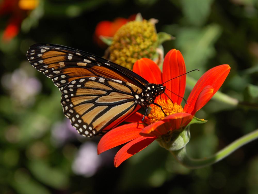 An orange, white, and black monarch butterfly pollinates the red flower of a plant.