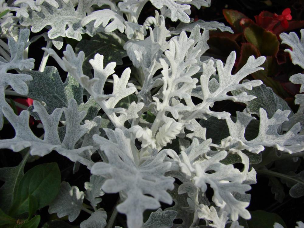 Dusty Miller Plant