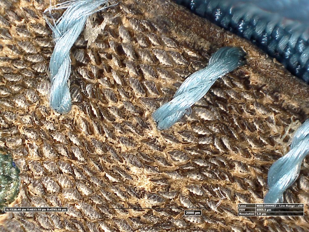 Close-up view of the shark skin used as part of a special glove. Small scale-like shapes can be seen.