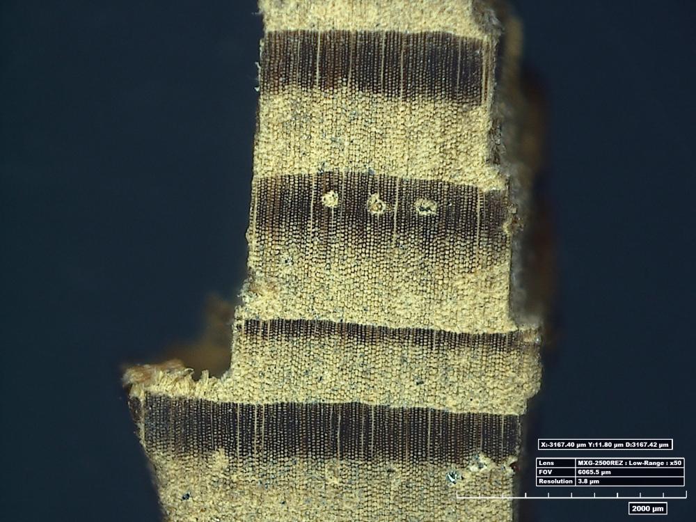 A microscopic view of a portion of the Horten Ho 229 V3 shows transitions between different types of wood, with darker and lighter colors representing different wood types.