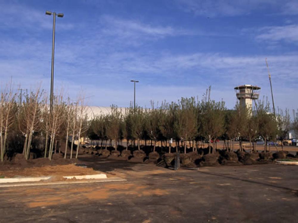 Trees for the Udvar-Hazy Center parking lot