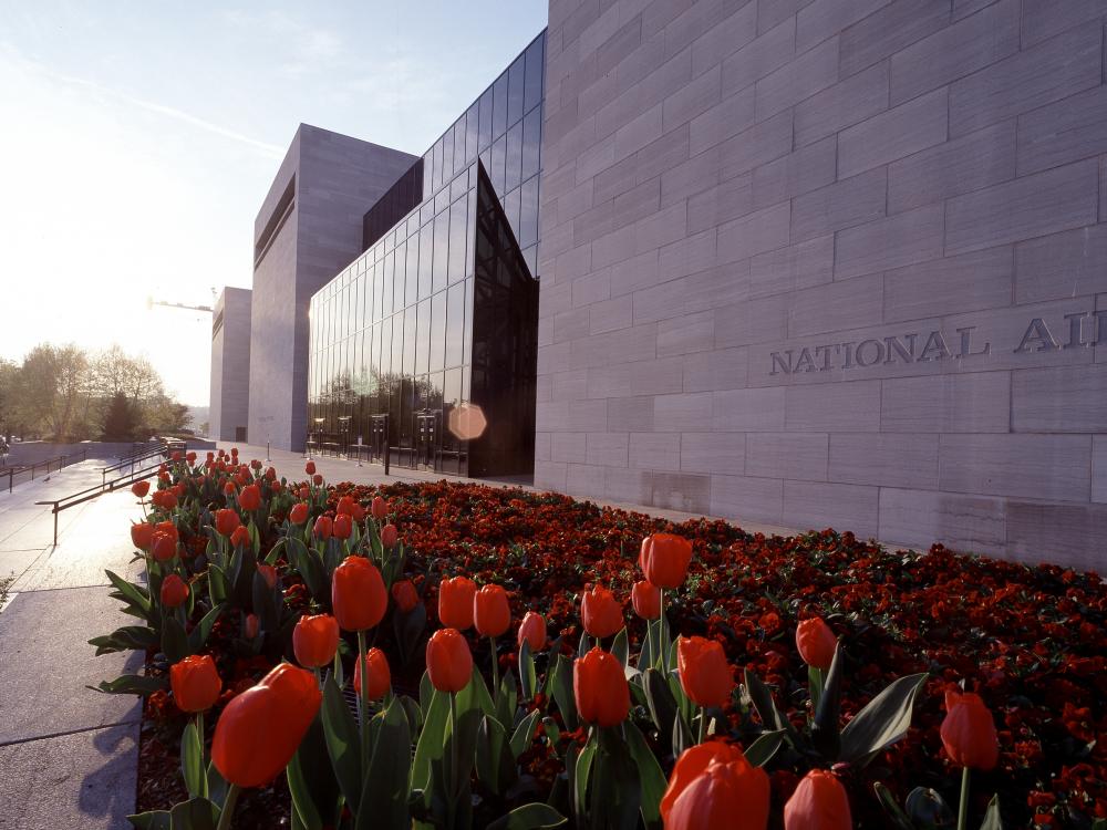 Angled view of the south side of the National Air and Space Museum with stone walls, glass windows, and red tulips in the planters in the foreground.