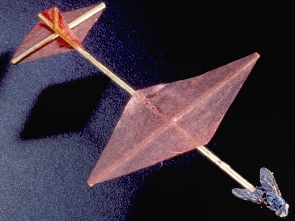 Insect-Powered Model Airplane