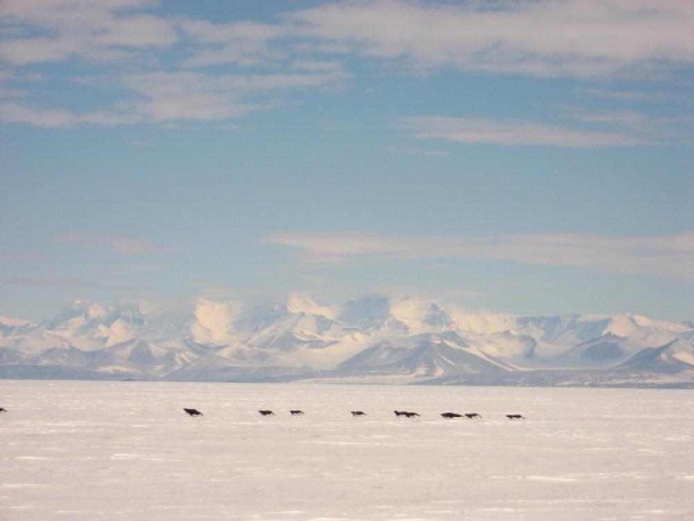 Adelie Penguins Tobogganing in Antarctica