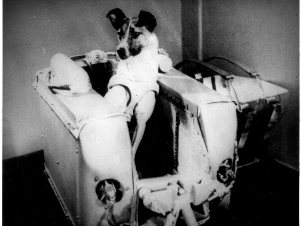 Laika, the first living being launched into orbit. 
