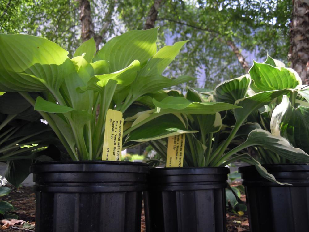 'Minuteman' Hostas